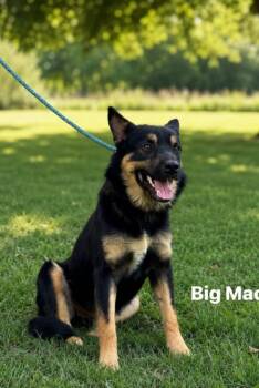 Big Mac -  German Shepherd Dog Dog for Adoption in Lucas, Texas - Big Mac | PetCurious