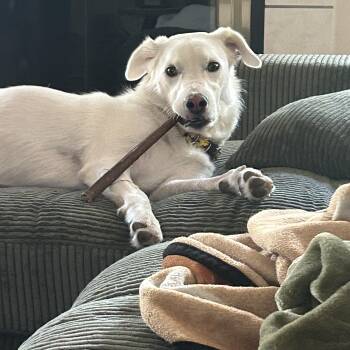 Daisy Dingo -  Great Pyrenees and Akbash Dog for Adoption in Pflugerville, Texas - Daisy Dingo | PetCurious