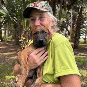 SAWYER (638) -  Hound and Mixed Breed Dog for Adoption in Indiantown, Florida - SAWYER (638) | PetCurious