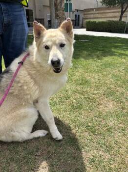 Siberian Husky and German Shepherd Dog Dogs Available for Adoption in Riverside, California - BLANCO | PetCurious