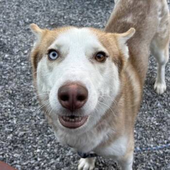 Mixed Breed Dogs Available for Adoption - Genesis | PetCurious