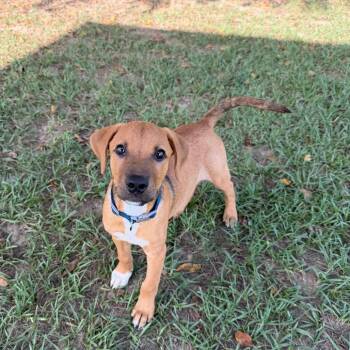 Curtis Loew -  Hound Dog for Adoption in Carencro, Louisiana - Curtis Loew | PetCurious