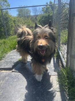 Bearded Collie Dogs Available for Adoption in Altoona, Pennsylvania - Timber | PetCurious