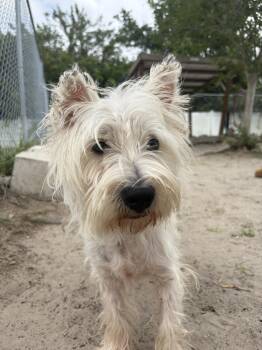 West Highland White Terrier Westie Dogs Available for Adoption in New Port Richey, Florida - Sir Arthur | PetCurious