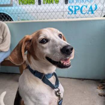 Bootleg -  Hound and Mixed Breed Dog for Adoption in Richmond, Virginia - Bootleg | PetCurious