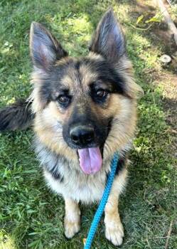 OLIVIA RODRIGO -  German Shepherd Dog Dog for Adoption in Sacramento, California - OLIVIA RODRIGO | PetCurious