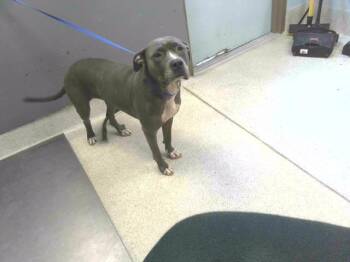 Rescue American Bulldog and Mixed Breed Dogs for Adoption in Tallahassee, Florida - FANCY | PetCurious