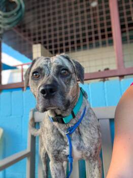 Pizookie -  Catahoula Leopard Dog Dog for Adoption in Phoenix, Arizona - Pizookie | PetCurious