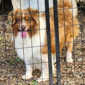 Jade -  Australian Shepherd Dog for Adoption in Ada, Minnesota - Jade | PetCurious