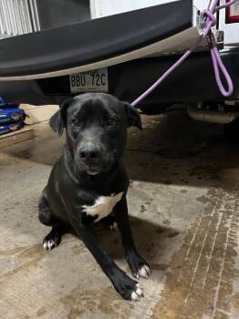 Labrador Retriever and Mixed Breed Dogs Available for Adoption - Roger | PetCurious