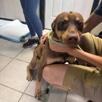 Mixed Breed Dogs Available for Adoption in Savannah, Georgia - Disco Ollie | PetCurious