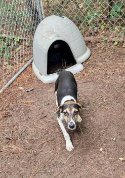 Trixie -  Jack Russell Terrier and Treeing Walker Coonhound Dog for Adoption in Petersburg, Virginia - Trixie | PetCurious