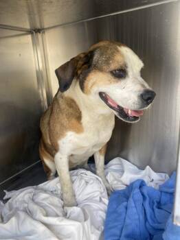 Mixed Breed Dogs Available for Adoption in Dallas, Texas - MILLY | PetCurious