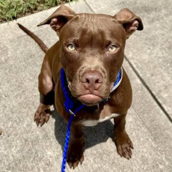 ROSCOE -  Staffordshire Bull Terrier and Mixed Breed Dog for Adoption in Houston, Texas - ROSCOE | PetCurious
