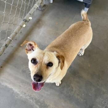WILMA -  Chihuahua Dog for Adoption in Joshua Tree, California - WILMA | PetCurious