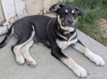 Shepherd and Husky Dogs Available for Adoption in Denver, Colorado - Cash | PetCurious