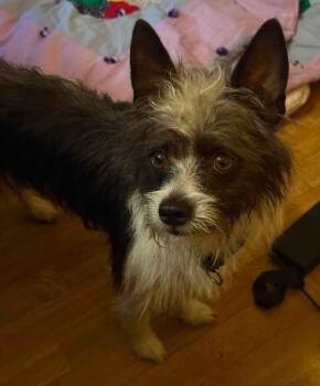 Chewy -  Yorkshire Terrier Dog for Adoption in Alexander, Arkansas - Chewy | PetCurious