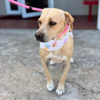 Sophie- Available Soon! -  Labrador Retriever and Mixed Breed Dog for Adoption in Conway, New Hampshire - Sophie- Available Soon! | PetCurious