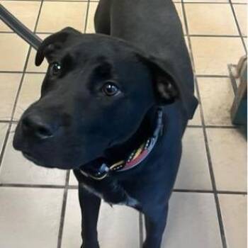 Mixed Breed Dogs Available for Adoption - Poseidon | PetCurious