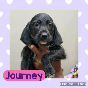 Dachshund and Poodle Dogs Available for Adoption in Ringwood, New Jersey - Journey | PetCurious