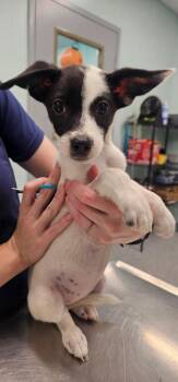 Ruby -  Terrier Dog for Adoption in Athens, Tennessee - Ruby | PetCurious