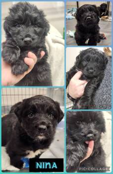 Australian Shepherd and Standard Poodle Dogs Available for Adoption - Nina | PetCurious