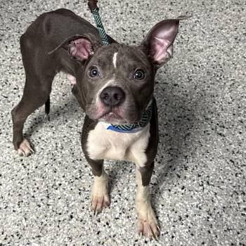 Shopping Cart -  American Staffordshire Terrier and Mixed Breed Dog for Adoption in Hattiesburg, Mississippi - Shopping Cart | PetCurious