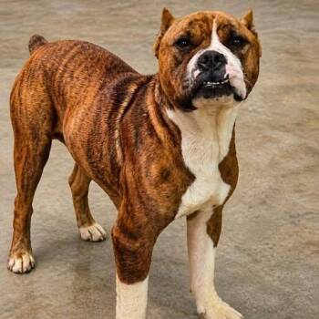 Kira -  Pit Bull Terrier Dog Available for Adoption in Shinnston, West Virginia - Kira | PetCurious