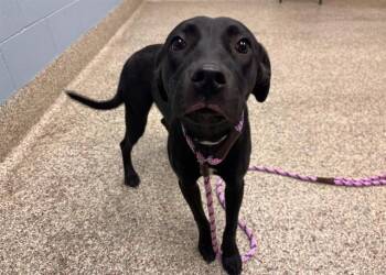 EMRY -  Pit Bull Terrier and Mixed Breed Dog for Adoption in Colorado Springs, Colorado - EMRY | PetCurious