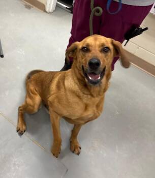 Labrador Retriever and Mixed Breed Dogs Available for Adoption - Jasper | PetCurious
