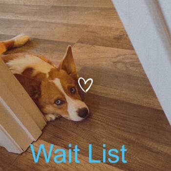 Biscuit -  Cardigan Welsh Corgi Dog for Adoption in Livingston, Texas - Biscuit | PetCurious