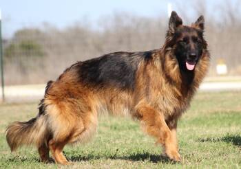 Suri -  German Shepherd Dog Dog for Adoption in Temple, Texas - Suri | PetCurious