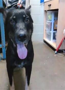 LILLY PAD -  German Shepherd Dog and Mixed Breed Dog for Adoption in Tulsa, Oklahoma - LILLY PAD | PetCurious