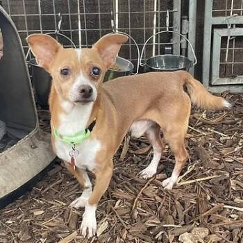 Rescue Chihuahua Dogs for Adoption in Boerne, Texas - Bestie | PetCurious