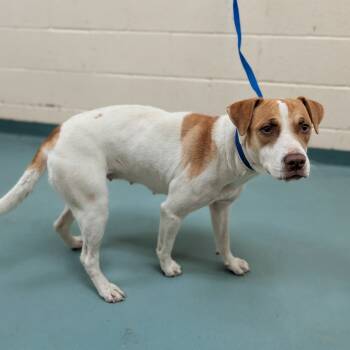 Rescue Mixed Breed Dogs for Adoption in Memphis, Tennessee - Countess S'more | PetCurious