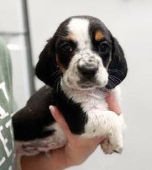 Beagle and Basset Hound Dogs Available for Adoption in Bedford Hills, New York - Theo Is THE Sweetest And THE Cuddliest!  Tiny Beagle Bassett!  V | PetCurious
