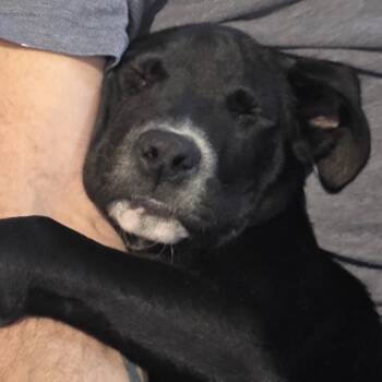 Rescue Black Labrador Retriever Dogs for Adoption in Brownsboro, Alabama - Terzo | PetCurious