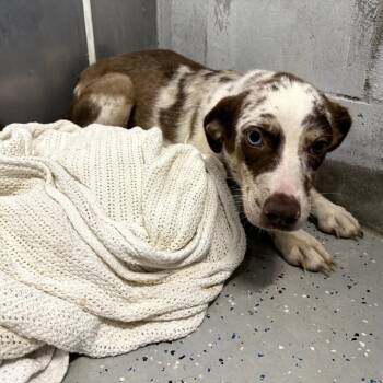 Rescue Catahoula Leopard Dog and Australian Shepherd Dogs for Adoption in Blair, Wisconsin - Lucy | PetCurious