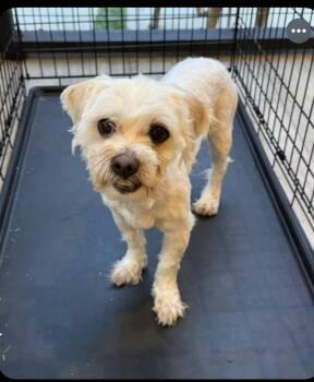 Dobby -  Terrier Dog for Adoption in Los Angeles, California - Dobby | PetCurious