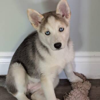 Rheana -  Husky Dog for Adoption in Brantford, Ontario - Rheana | PetCurious