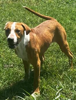 Reese -  Hound Dog for Adoption in Pryor, Oklahoma - Reese | PetCurious