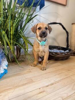 Labrador Retriever and German Shepherd Dog Dogs Available for Adoption - Jacque The Silly Guy | PetCurious