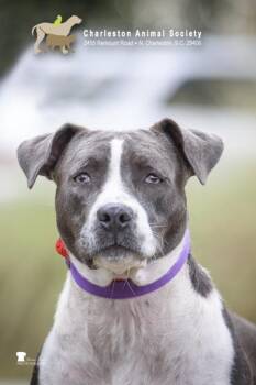 93113a Darla -  American Staffordshire Terrier and Mixed Breed Dog for Adoption in North Charleston, South Carolina - 93113a Darla | PetCurious