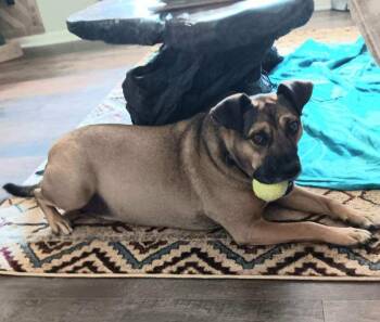 Toby -  Husky and Terrier Dog for Adoption in Falmouth, Maine - Toby | PetCurious