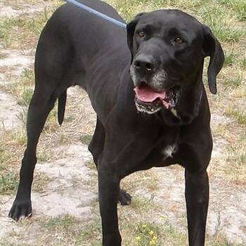 Great Dane Dogs Available for Adoption in Gloucester, Virginia - Cherry Tree | PetCurious