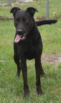 Mixed Breed Dogs Available for Adoption in Kingsland, Georgia - Gino | PetCurious