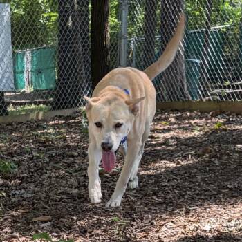 Echo -  Siberian Husky and Shepherd Dog for Adoption in Nashville, Tennessee - Echo | PetCurious