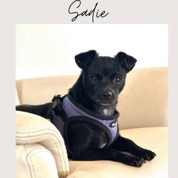 Chihuahua and Mixed Breed Dogs Available for Adoption in San Juan Capistrano, California - Sadie | PetCurious