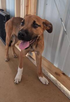 German Shepherd Dog and Akita Dogs Available for Adoption in Cleveland, Tennessee - Austin | PetCurious