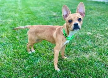 Mae -  Mixed Breed Dog for Adoption in Cincinnati, Ohio - Mae | PetCurious